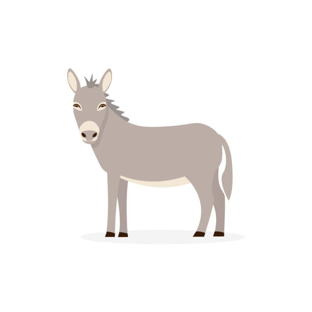 donkey flat isolated Donkey flat vector cartoon illustration isolated white background. donkeys and mules drawings stock illustrations