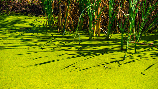 Blooming duckweed in a forest lake.  Summer season. Web banner.