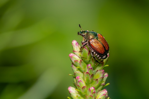 Japanese beetle on top of a liatris flower with a green blurred background