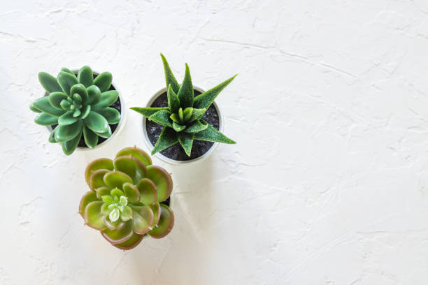 istock Top view of different small cacti in white pots on concrete background. interior decoration. Copy space 1208634591