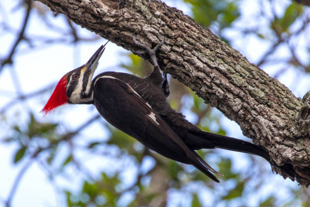 dzięcioł kumulowany - pileated woodpecker animal beak bird zdjęcia i obrazy z banku zdjęć