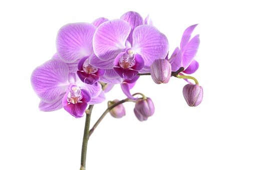 Orchid, Flower, White Background, Cut Out, Purple, phalaenopsis