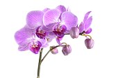 Orchids purple branch on a white background