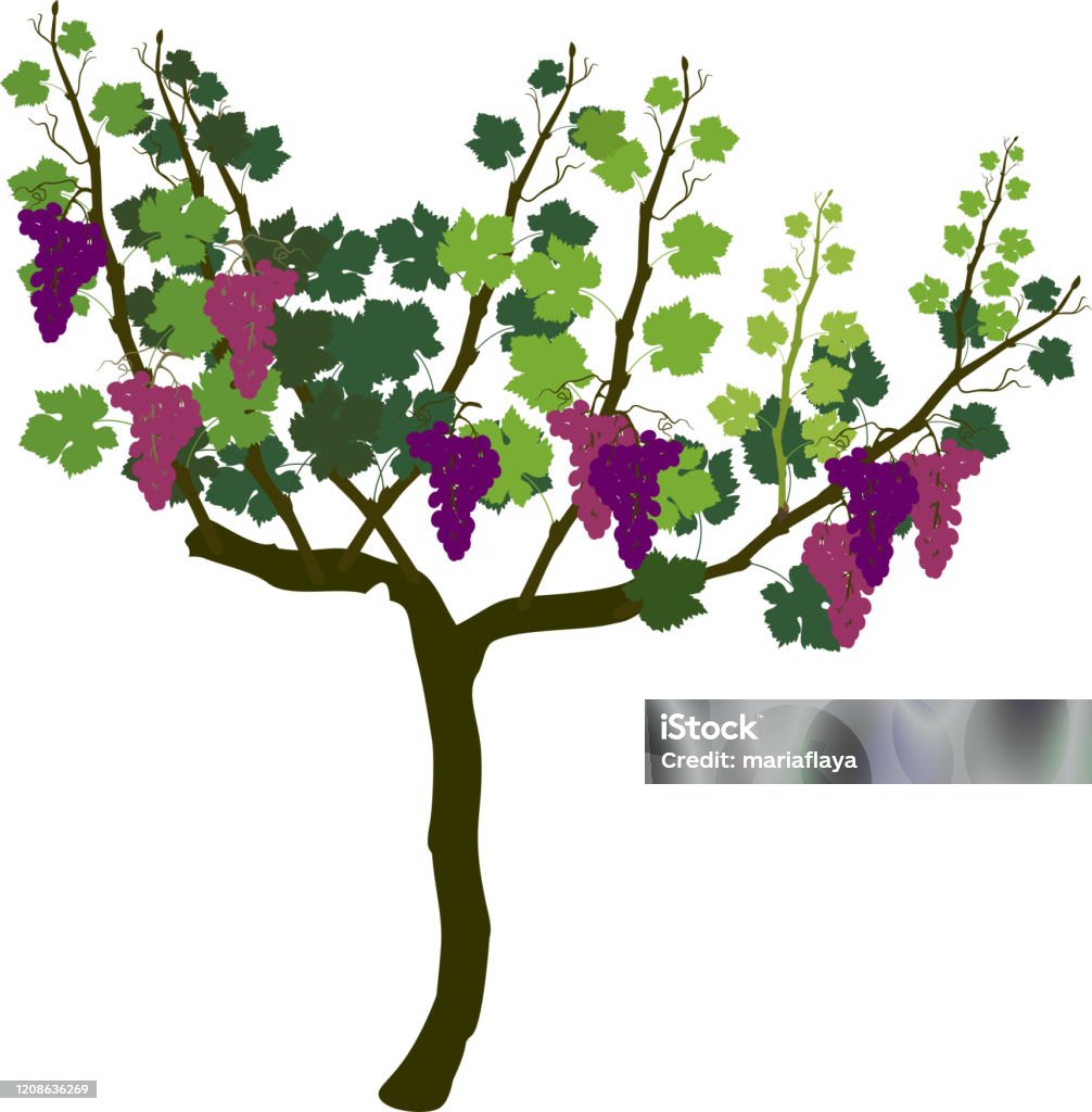 Thời Gian Thu Hoạch Cây Nho Nho Với Chùm Nho Chín Và Lá Xanh Được ...