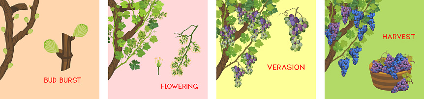 Define Grapevine Annual Growth Life Cycle Of Grapevine Grapevine Development And ...