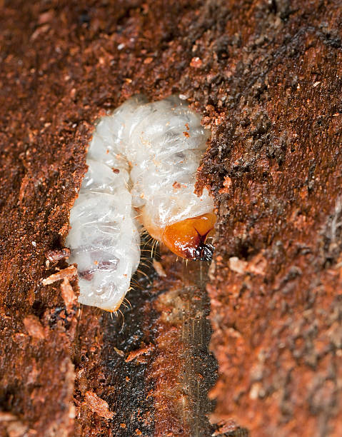 istock Long horn beetle larva in wood, macro photo 120863647