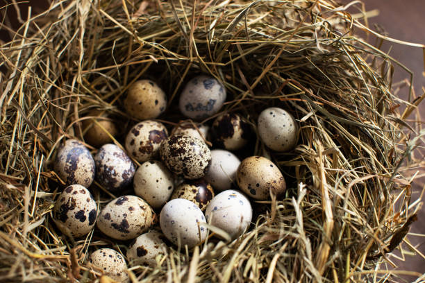 istock Bird farm. Quail eggs on hay in the nest. Easter background 1208636997