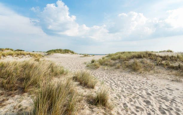 istock Beach landscape with sand marram grass on Sylt island 1208637084