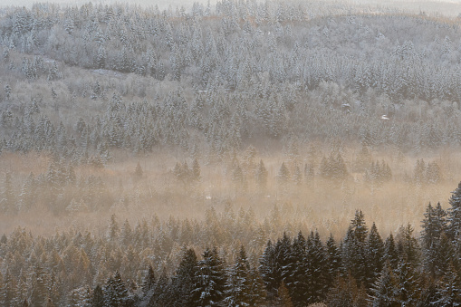 Fog Settles into Snow Covered Forest just after sunrise