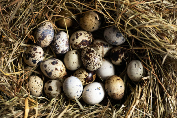 istock Farm in village.  Eggs on hay in the nest. Easter background. 1208637138