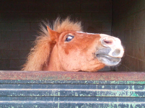 Pretty little pony looking at the cam