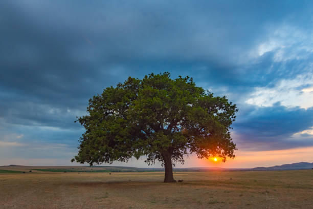 istock Beautiful landscape dramatic clouds and a lonely oak tree in the sunset 1208638363