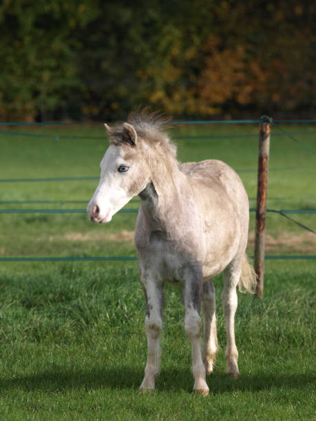 istock Pretty Young Pony 1208639284
