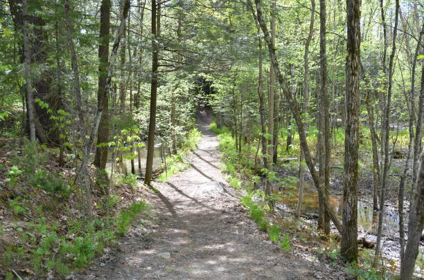 istock path or trail in the forest or woods with trees 1208639557