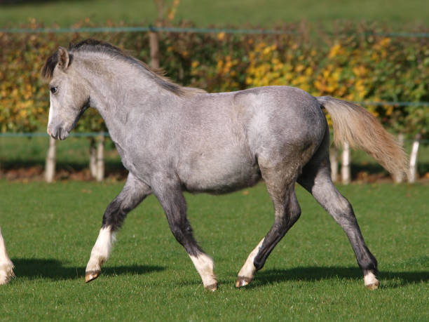 Running Pony A young grey Welsh pony plays in a paddock. welsh pony foal stock pictures, royalty-free photos & images