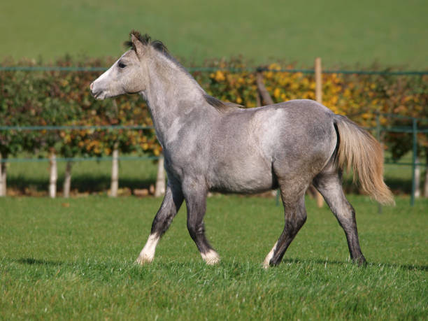 Running Pony A young grey Welsh pony plays in a paddock. welsh pony foal stock pictures, royalty-free photos & images