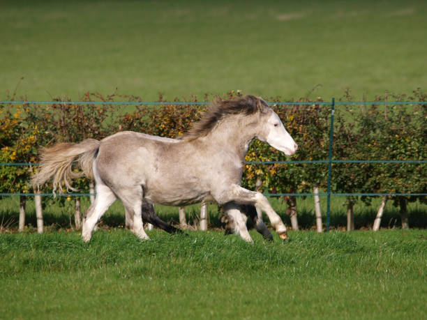 Running Pony A young grey Welsh pony plays in a paddock. welsh pony foal stock pictures, royalty-free photos & images