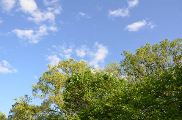 istock tall trees with green leaves and blue sky and clouds 1208639618