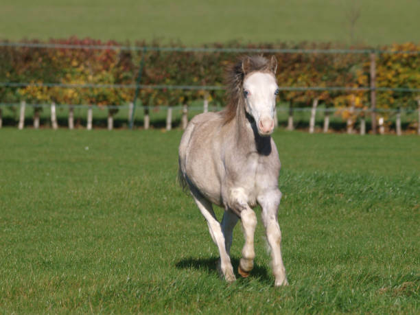 Running Pony A young grey Welsh pony plays in a paddock. welsh pony foal stock pictures, royalty-free photos & images