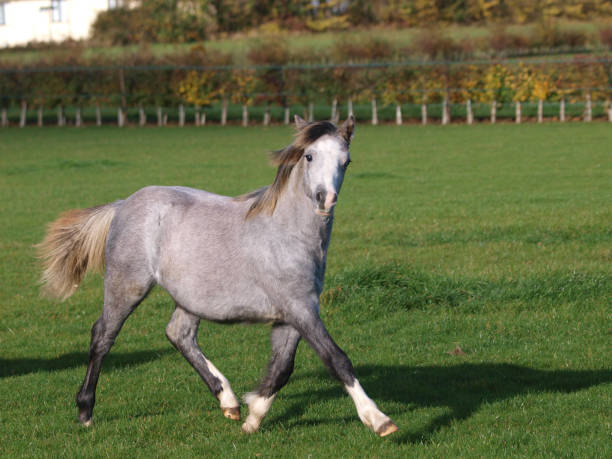 Running Pony A young grey Welsh pony plays in a paddock. welsh pony foal stock pictures, royalty-free photos & images