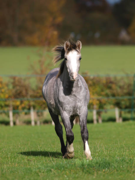 Running Pony A young grey Welsh pony plays in a paddock. welsh pony foal stock pictures, royalty-free photos & images