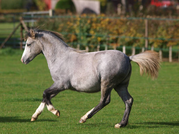 Running Pony A young grey Welsh pony plays in a paddock. welsh pony foal stock pictures, royalty-free photos & images