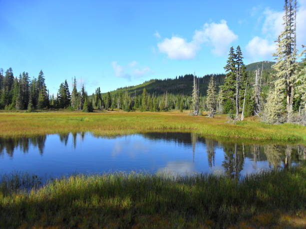istock Mt Washington British Columbia 1208639939