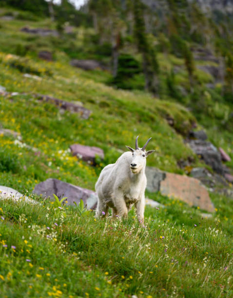 istock Mountain Goat Stands in Wild Flower Field 1208640876