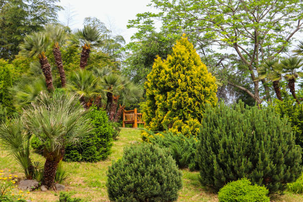 Beautiful view of Batumi botanical garden, Georgia Beautiful view of Batumi botanical garden, Georgia ornamental garden palm tree bush flower stock pictures, royalty-free photos & images