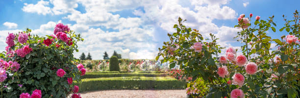 Roses garden in sunny summer day.