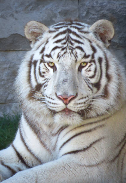 istock Bengal white tiger (Panthera tigris) watching you 1208642110