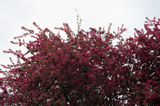 red flowers on the tree. pink flowers against blue sky as background. blossom apple or cherry tree branch in springtime. bloom of spring trees in bright sunlight. copy space