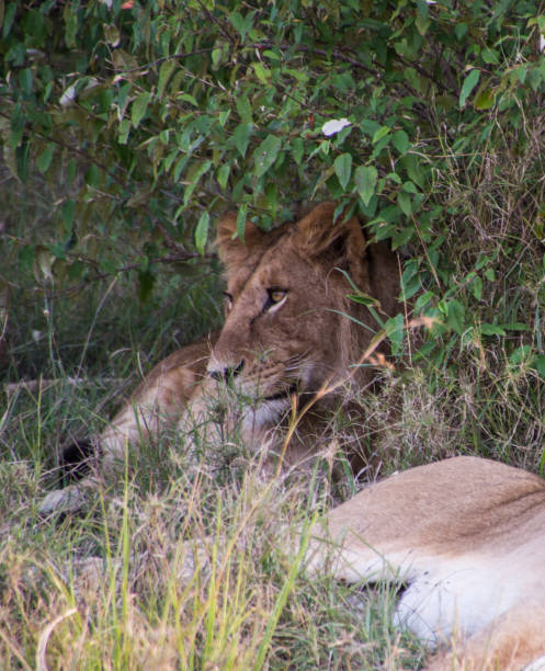 istock Lioness laying under a bush in Kenya 1208643502