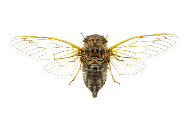 Mounted dog-day cicada from an insect collection stock photo