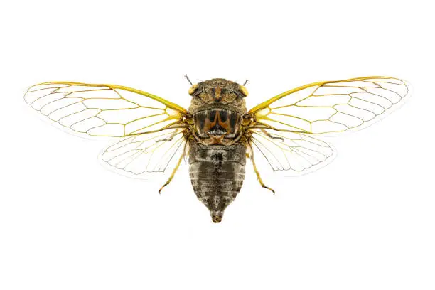 Mounted dog-day cicada from an insect collection