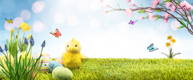 Little Yellow Chicken and Decorated Eggs on Fresh Grass. Butterflies Flying and Cherry Tree Branches with Flowers.