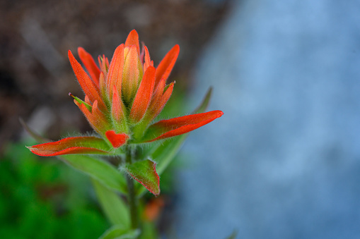Orange Petals on Indian Paintbrush with copy space to right