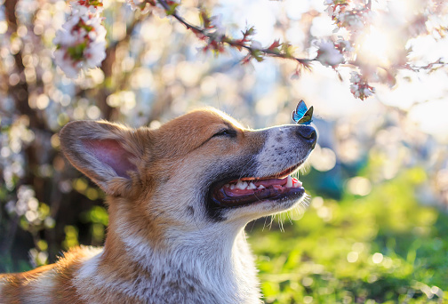 dog Corgi puppy sits in a Sunny spring garden surrounded by branches of a blooming white cherry tree with a small blue butterfly on its nose
