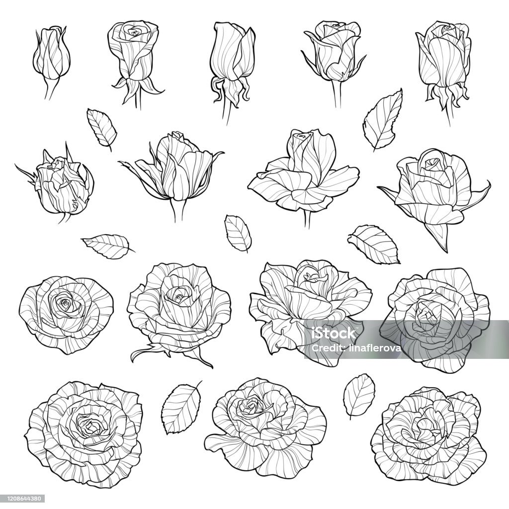 Ilustración de Conjunto Vectorial De Rosas Flores Negras Dibujadas A Mano  Aisladas Sobre Fondo Blanco Puede Usar Para Invitaciones De Boda y más  Vectores Libres de Derechos de Arte - iStock