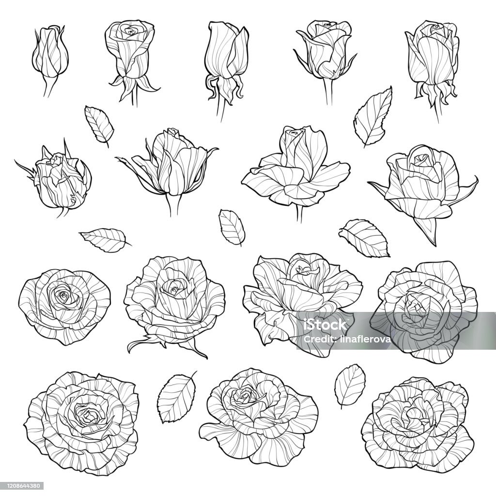 Ilustración de Conjunto Vectorial De Rosas Flores Negras Dibujadas A Mano Aisladas Sobre Fondo Blanco Puede Usar Para Invitaciones De Boda y más Vectores Libres de Derechos de Arte - iStock Ilustración de Conjunto Vectorial De Rosas Flores Negras Dibujadas A Mano Aisladas Sobre Fondo Blanco Puede Usar Para Invitaciones De Boda y más Vectores Libres de Derechos de Arte - iStock