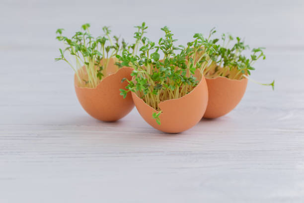 In the picture is small bowl with growing cress. Growing and harvesting cress during the winter and then using in the kitchen is good way how to supply vitamins during the winter. \n\nGrowing cress can be done indoors or outdoors, with or without soil. When growing inside you could use sprouting tray. The seeds need exceptionally low attention to germinate. Besides enough fluid and a tiny bit of light, cress only needs some grip to grow. It will grow just as well on a piece of kitchen paper. So it is very easy growing it also with children.