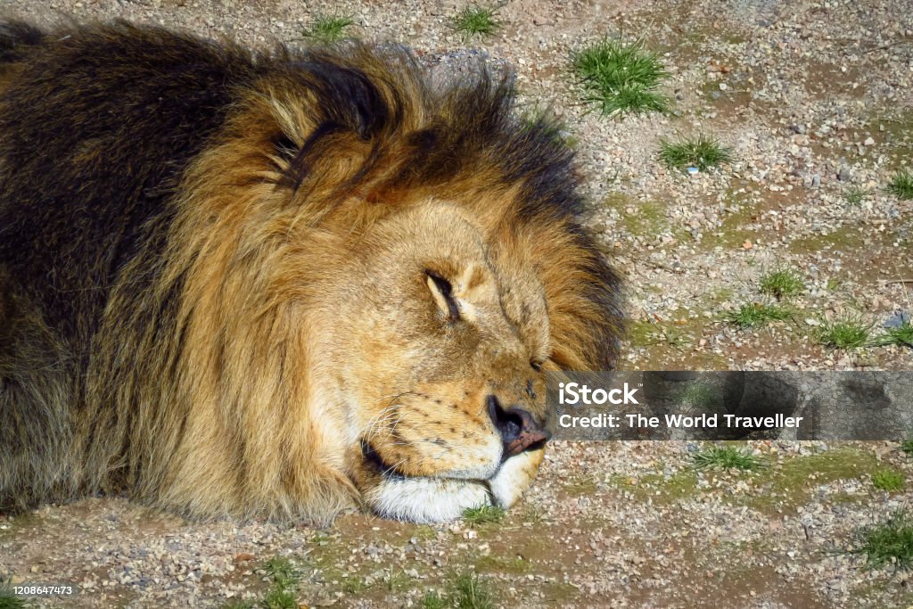 African Lion (Panthera leo leo) sleeping head on the ground African Lion (Panthera leo leo) king of animals relaxed taking a nap Animal Stock Photo