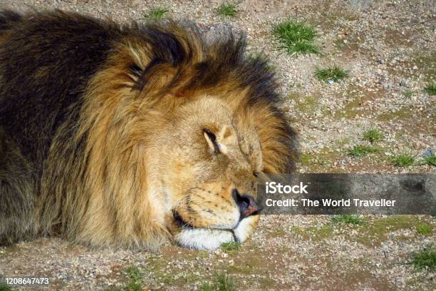 African Lion Sleeping Head On The Ground Stock Photo - Download Image Now