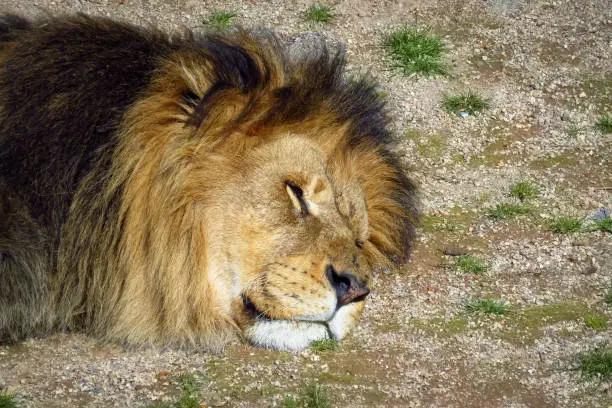 Photo of African Lion (Panthera leo leo) sleeping head on the ground