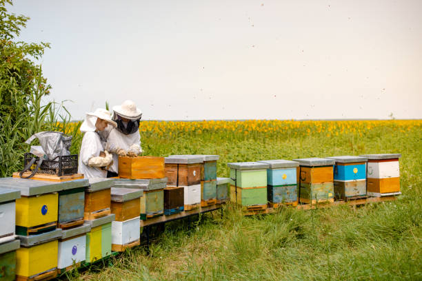 Beekeepers working beside sunflowers field Father and daughter beekeepers are working in their bee farm bee costume stock pictures, royalty-free photos & images