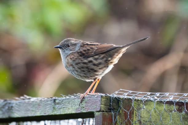 istock A Dunnock (Prunella modularis) on a domestic garden aviary roof. 1208648166