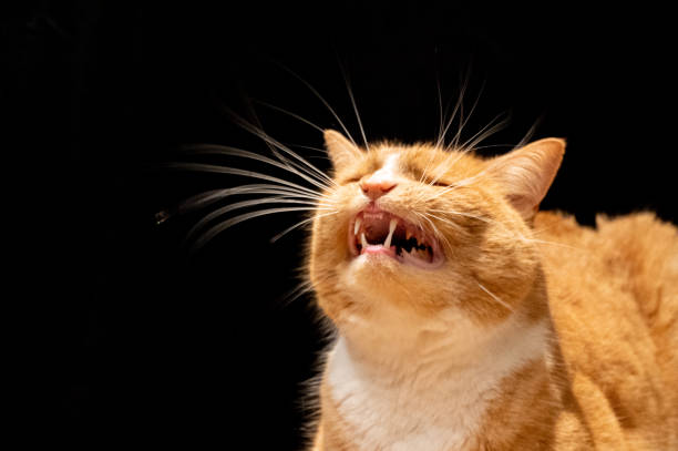 istock End of a cat yawn 1208649358