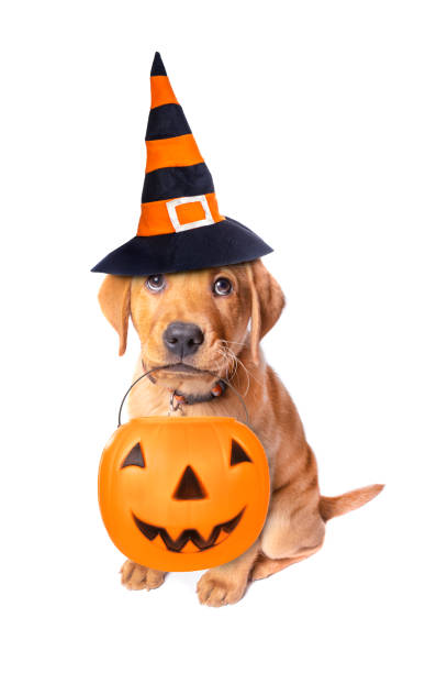 istock Adorable Red Fox Labrador Dressed For Halloween 1208649387
