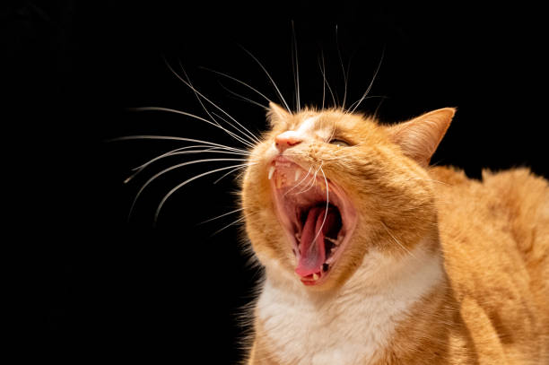 istock Domestic ginger cat with a roar yawn 1208649389