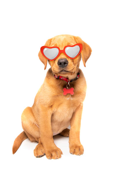 istock Beautiful Red Fox Labrador Puppy With Heart Glasses 1208649414